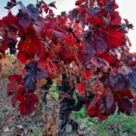 Domaine de Cousignac vin bio sur les terroirs du Vivarais, Côtes du Rhône et Saint Andéol